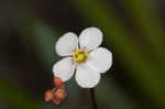 Pink sundew